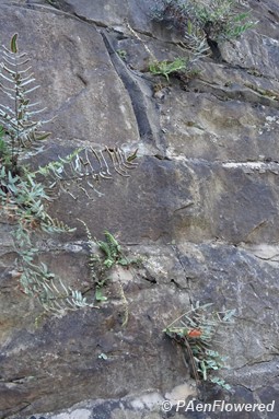 Growing with other rock ferns